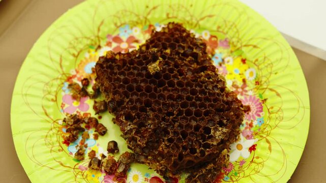 A piece of dark honeycomb with bee bread cells rests on a bright floral paper plate.