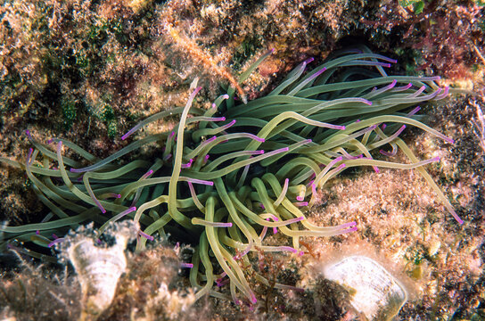 attinia, sea anemone (Anemonia sulcata). Capo Caccia. Alghero, Sardegna.Sardinia