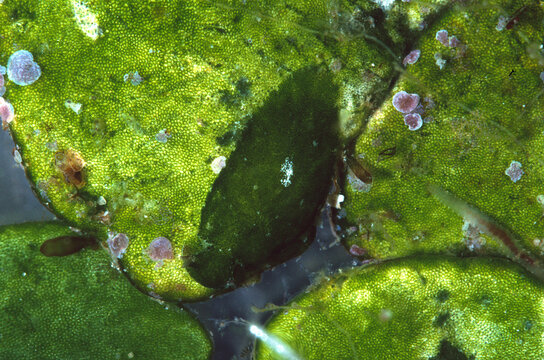 Algae Mimicry: Extreme close-up of the Bosellia mimetica sea slug, showcasing its brilliant green body and camouflage technique on a Halimeda tuna algae 