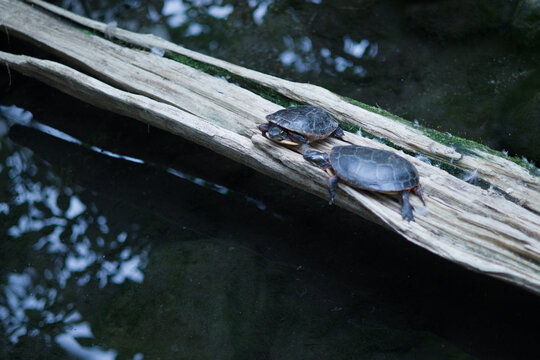 turtles on a log