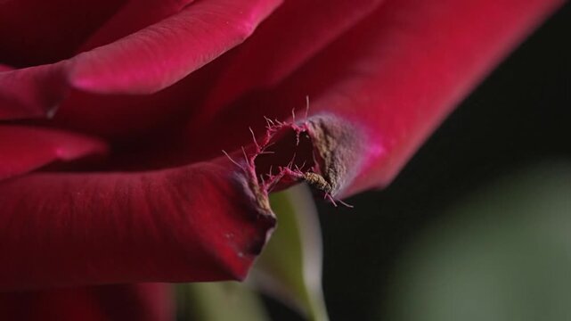 Close up of a withered red rose petal edge with brown texture and decay showing the cycle of nature and biological degradation in a dark setting