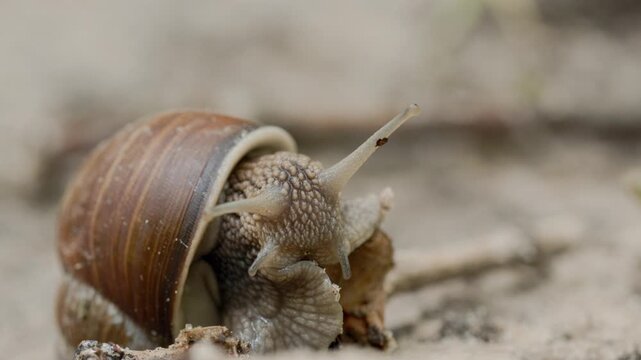 Macro shoot of snail crawling on sand 