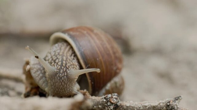 Macro shoot of snail with shell crawling on tree