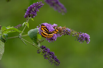 Himalayan jester Butterfly nectars from the plant © karthick