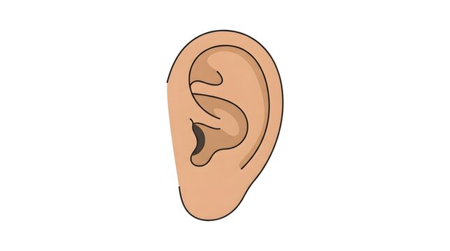Detailed vector illustration of a human ear. Perfect for anatomy, hearing health, otolaryngology, medical diagrams, and educational healthcare visual designs.