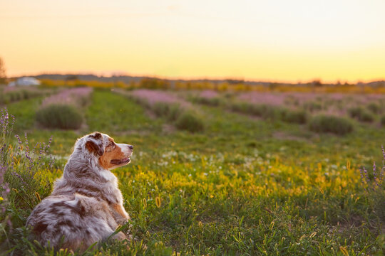 An Australian Shepherd (Aussie dog) lying in a lavender field at sunset, looking into the distance. Beautiful summer landscape with copy space, perfect for commercial banners and pet care ads.