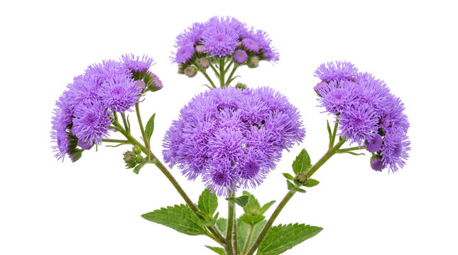 Fluffy purple floss flower clusters with textured green leaves