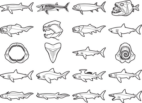 An array of illustrated prehistoric marine predators, including various species of sharks, ancient fish, and their fossilized teeth, showcase the diversity of ocean life from a bygone era.