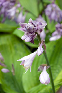 Close-up of purple hosta flowers with blurred green background. 