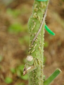 Macro closeup of tomato plant stem with new adventitious roots and shoots growing, organic vegetable gardening concept, botanical plant propagation detail.
