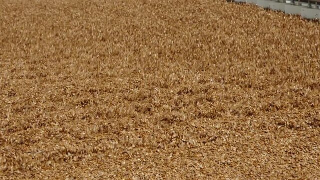 A vast layer of golden unhusked rice grains lies drying flat in the sun.
