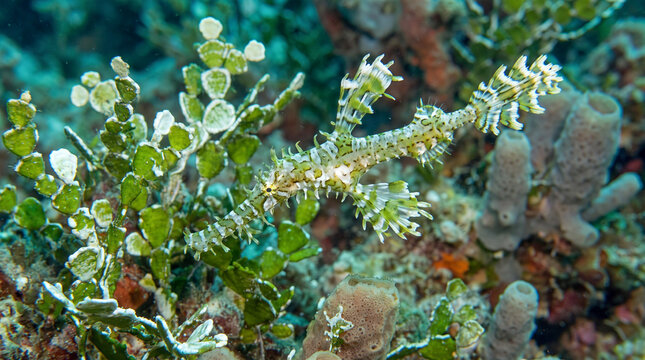 Halimeda ghost pipefish swimming in natural coral reef habitat among green algae for marine biology study