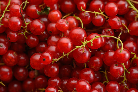 clustered red currants in a fresh and vibrant close-up view with green stems and a clean background for food photography and healthy eating concepts. natural products.