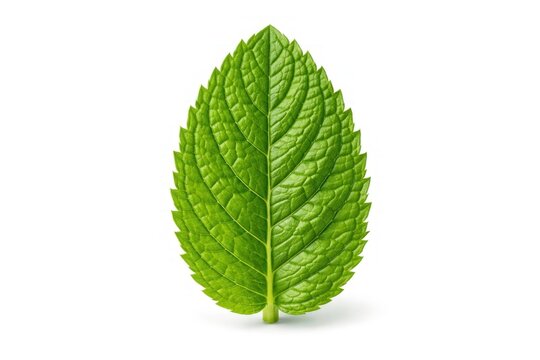 Vibrant mint leaf on white