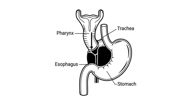 Anatomical illustration of the human pharynx, esophagus, trachea and stomach