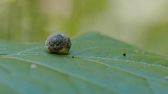 Macro shoot of snail shell on leaf 
