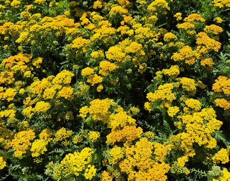 Achillea millefolium (Schafgarbe / Yarrow)