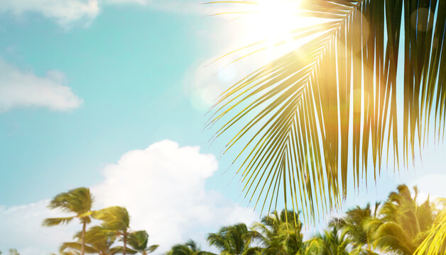 Tropical palm tree leaves backlit by sunlight on blue sky background, abstract summer vacation banner with copy space