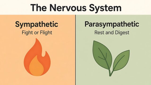 Sympathetic vs Parasympathetic Nervous System Infographic, Fight or Flight and Rest and Digest Comparison
