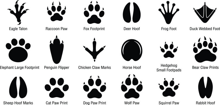 Animals footprint tracks. Paw prints, feet and claws eagle, raccoon and fox, deer and frog, duck and elephant penguin and chicken horse, hedgehog bear sheep cat dog stamp. Black foot trace vector set.