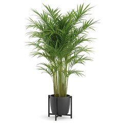 Obraz premium Parlor Palm Plant in Pot Isolated on Transparent Background