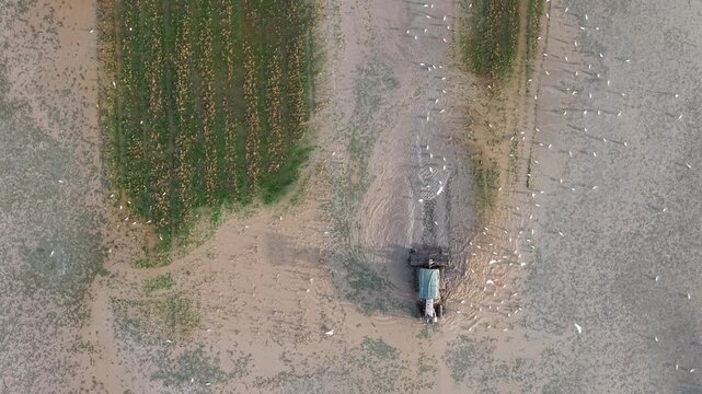 Aerial shot of a tractor plowing a flooded field with green patches and a flock of white birds flying nearby during rice planting season.