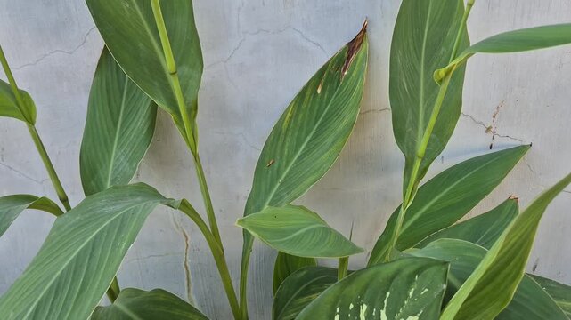 Close-up of Green Canna Lily Leaves Against Concrete Wall in Home Garden