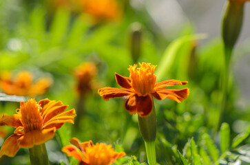 Fototapeta premium close-up of vibrant marigold flowers blooming in a lush garden setting with bright green leaves and orange petals, creating a cheerful and natural scene for editorial and educational use.