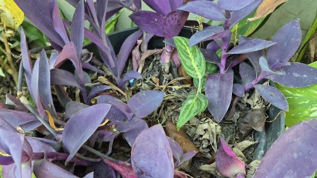 Close up of purple heart plant tradescantia pallida leaves in pot tilt up
