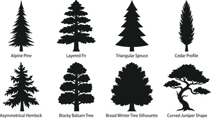 Obraz premium Conifer and evergreen tree silhouettes set including pine fir spruce cedar hemlock balsam and juniper shapes