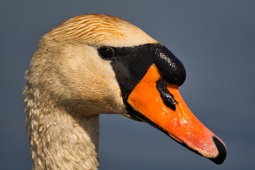 Ptak. Portret łabędź © Pit75Wawa