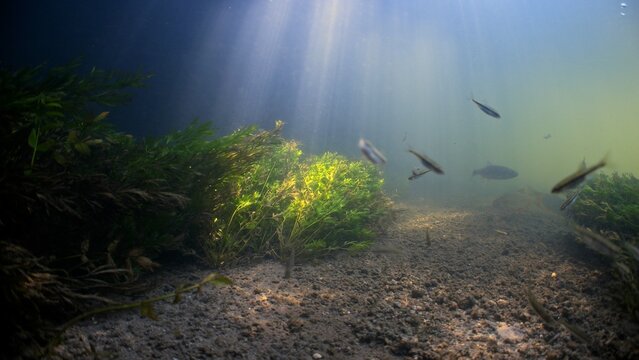 Wide underwater shot of Chalk stream with sun beams and river weeds and fish