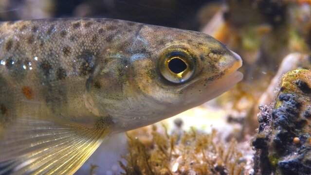 Close up macro shot of Juvenile Brown Trout swimming in current in the River Avon, Wiltshire, UK