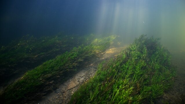 Wide underwater shot of Chalk stream with sun beams and river weeds and fish