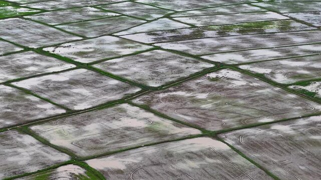 Wet fields split by green borders. Water reflects sky's soft hue. Patterned paddies glow with calm