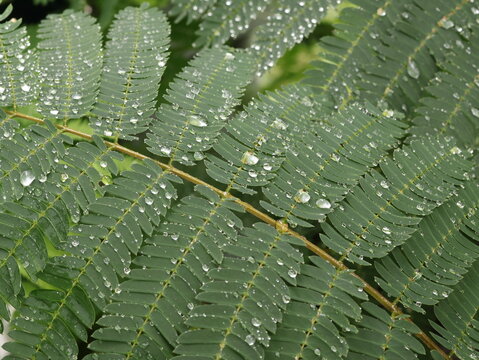 Fresh Rain Droplets Covering Mimosa