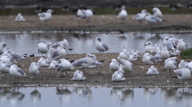 A group of black-headed gulls (Chroicocephalus ridibundus) resting on a mudbank at high tide