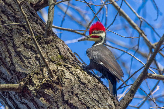 The pileated woodpecker. The bird native to North America. Currently the largest woodpecker in the United States