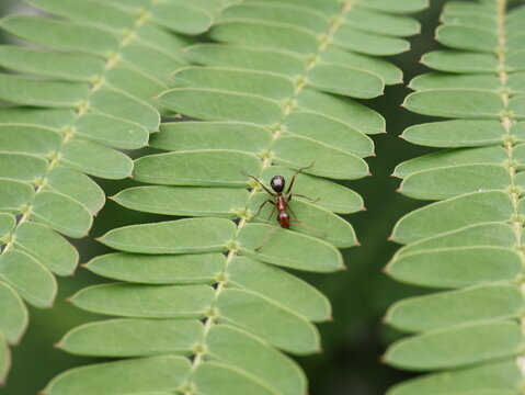 Red Ant Walking Across Green Compound Leaf