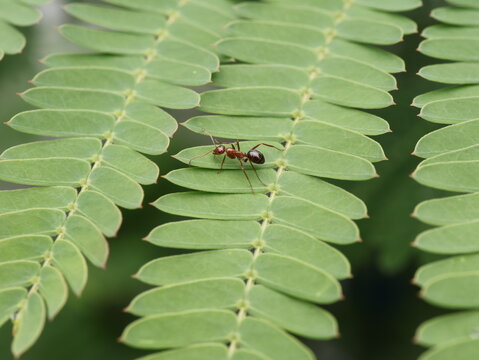 Close Up of Red Ant on Green Leaf