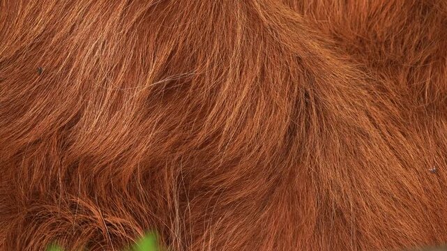 The coat of a grazing Highland cow