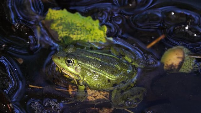 A water frog sitting in the sun.