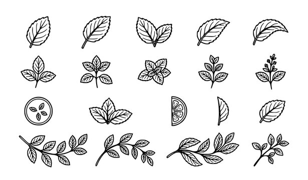Peppermint Leaf Outline Icon Set Hand Drawn Mint Botanical Sketch Collection Vector Isolated on White