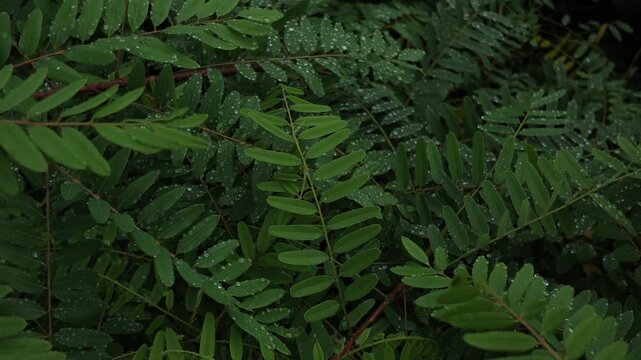 Static close up of lush green pinnate leaves covered in hundreds of shiny raindrops. Moody and fresh summer day nature texture shot in Shevchenko park