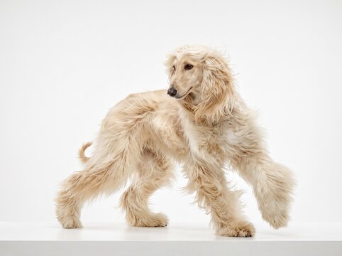 Elegant Afghan Hound Dog with Long Silky Hair Running on White Background