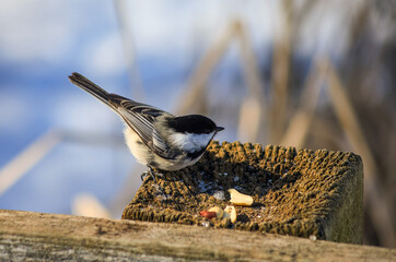 Black-capped chickadee feeding on peanuts at a wooden bird feeder in winter © Claudia
