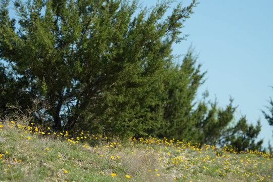 Scenic Texas landscape with bright yellow wildflowers and evergreen trees under a blue sky