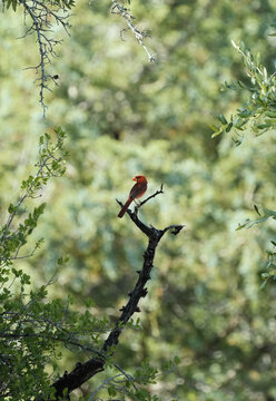 Northern Cardinal perched on a branch during summer in a Texas landscape