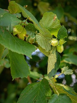Unripe green hazelnuts on branch