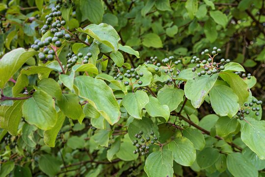 Unripe dogwood berries on shrub